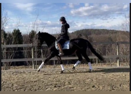 Más caballos centroeuropeos, Caballo castrado, 18 años, 157 cm, Negro