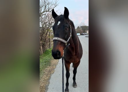 Más caballos centroeuropeos, Caballo castrado, 19 años, 155 cm, Castaño oscuro