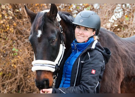 Más caballos centroeuropeos, Caballo castrado, 19 años, 155 cm, Castaño oscuro