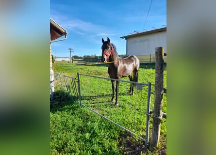 Más caballos centroeuropeos, Caballo castrado, 3 años, 155 cm, Negro