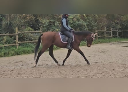 Más caballos centroeuropeos, Caballo castrado, 3 años, 160 cm, Castaño