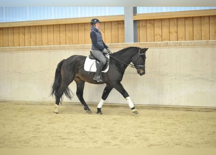 Más caballos centroeuropeos, Caballo castrado, 3 años, 160 cm, Negro