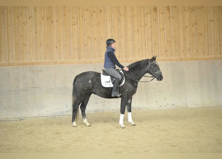 Más caballos centroeuropeos, Caballo castrado, 3 años, 160 cm, Tordo