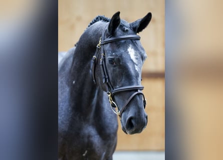 Más caballos centroeuropeos, Caballo castrado, 3 años, 164 cm, Tordo