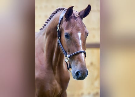 Más caballos centroeuropeos, Caballo castrado, 3 años, 166 cm, Castaño