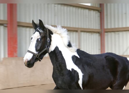 Más caballos centroeuropeos, Caballo castrado, 3 años, 168 cm, Pío