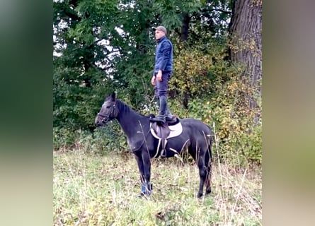 Más caballos centroeuropeos, Caballo castrado, 3 años