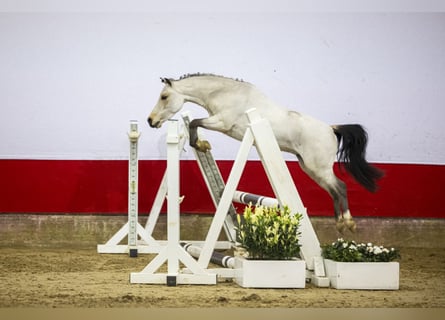 Más caballos centroeuropeos, Caballo castrado, 4 años, 105 cm, White/Blanco