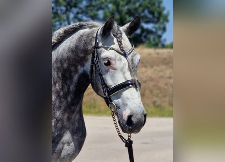 Más caballos centroeuropeos, Caballo castrado, 4 años, 155 cm, Tordo