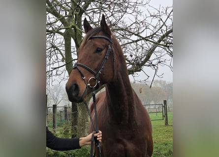Más caballos centroeuropeos, Caballo castrado, 4 años, 162 cm, Castaño oscuro