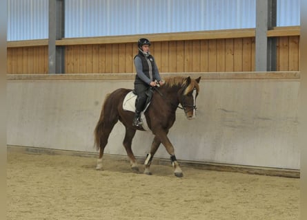 Más caballos centroeuropeos, Caballo castrado, 4 años, 164 cm, Alazán