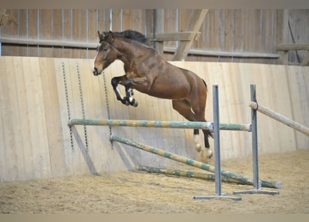 Más caballos centroeuropeos, Caballo castrado, 4 años, 165 cm, Castaño