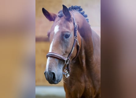 Más caballos centroeuropeos, Caballo castrado, 4 años, 165 cm, Castaño