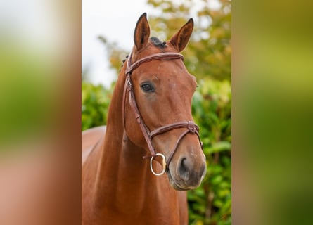 Más caballos centroeuropeos, Caballo castrado, 4 años, 165 cm, Castaño