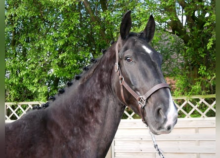 Más caballos centroeuropeos, Caballo castrado, 4 años, 168 cm