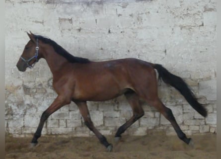 Más caballos centroeuropeos, Caballo castrado, 4 años, 168 cm, Castaño