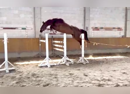 Más caballos centroeuropeos, Caballo castrado, 4 años, Alazán