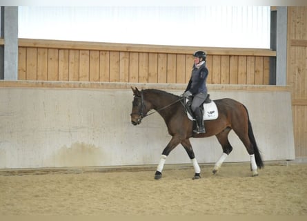 Más caballos centroeuropeos, Caballo castrado, 4 años, Castaño