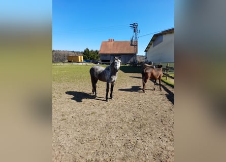 Más caballos centroeuropeos, Caballo castrado, 5 años, 152 cm, Tordo rodado