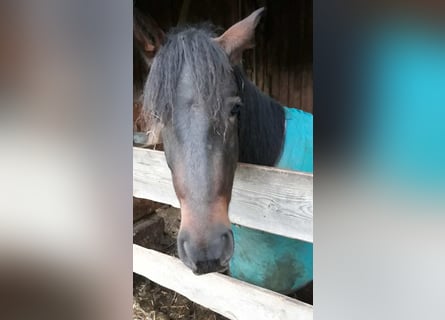 Más caballos centroeuropeos, Caballo castrado, 5 años, 155 cm, Castaño oscuro