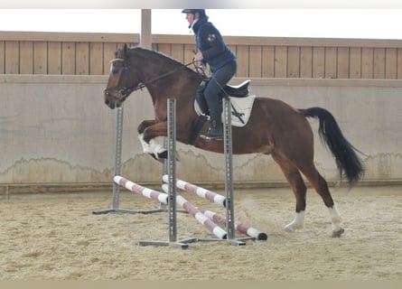 Más caballos centroeuropeos, Caballo castrado, 5 años, 161 cm, Castaño