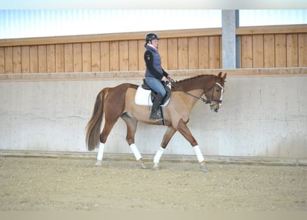 Más caballos centroeuropeos, Caballo castrado, 5 años, 167 cm, Alazán