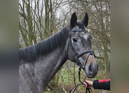 Más caballos centroeuropeos, Caballo castrado, 5 años, 167 cm, Tordillo negro