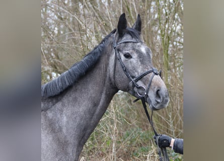 Más caballos centroeuropeos, Caballo castrado, 5 años, 167 cm, Tordillo negro