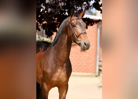 Más caballos centroeuropeos, Caballo castrado, 5 años, 168 cm, Castaño