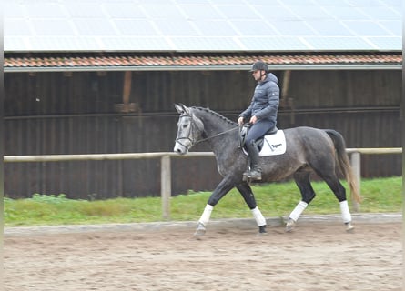 Más caballos centroeuropeos, Caballo castrado, 5 años, 168 cm, Porcelana