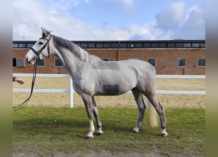 Más caballos centroeuropeos, Caballo castrado, 5 años, 169 cm, Tordo