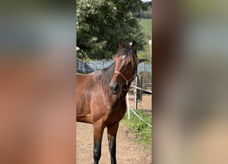 Más caballos centroeuropeos, Caballo castrado, 5 años, 170 cm, Castaño oscuro