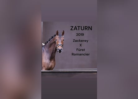 Más caballos centroeuropeos, Caballo castrado, 5 años, 175 cm, Castaño