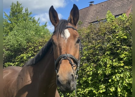 Más caballos centroeuropeos, Caballo castrado, 5 años, Castaño