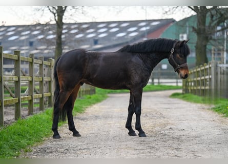 Más caballos centroeuropeos, Caballo castrado, 5 años, Castaño oscuro
