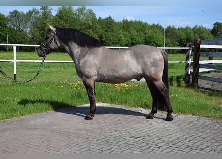 Más caballos centroeuropeos Mestizo, Caballo castrado, 6 años, 156 cm, Bayo