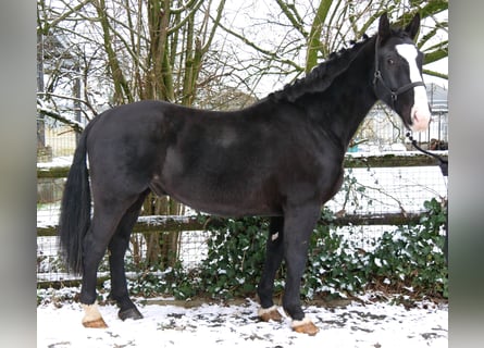 Más caballos centroeuropeos Mestizo, Caballo castrado, 6 años, 158 cm, Negro
