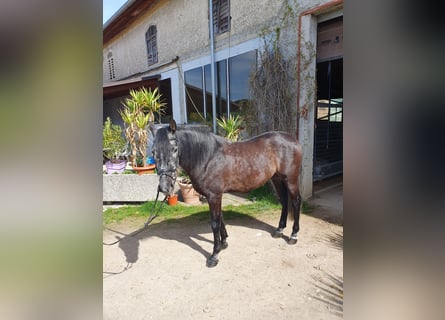 Más caballos centroeuropeos, Caballo castrado, 6 años, 158 cm, Tordillo negro