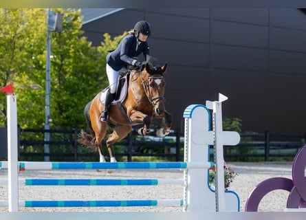 Más caballos centroeuropeos, Caballo castrado, 6 años, 160 cm, Castaño