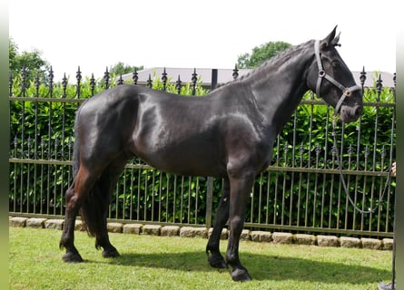 Más caballos centroeuropeos, Caballo castrado, 6 años, 162 cm