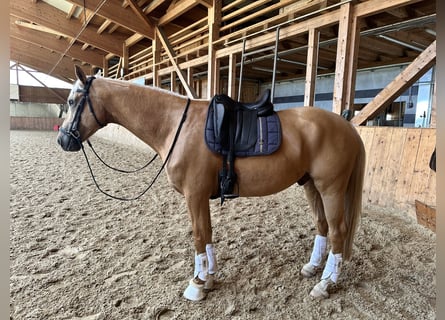 Más caballos centroeuropeos Mestizo, Caballo castrado, 6 años, 162 cm, Palomino