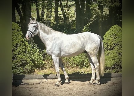 Más caballos centroeuropeos, Caballo castrado, 6 años, 164 cm, Tordo