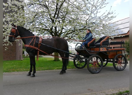 Más caballos centroeuropeos, Caballo castrado, 6 años, 166 cm