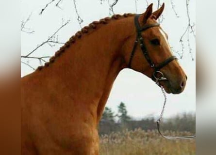 Más caballos centroeuropeos, Caballo castrado, 6 años, 172 cm, Alazán-tostado