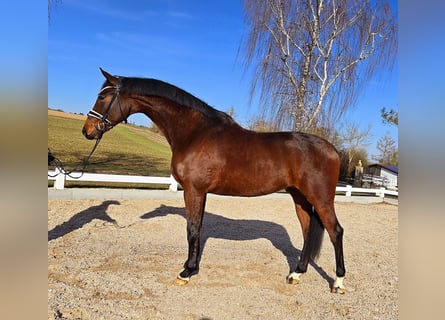 Más caballos centroeuropeos, Caballo castrado, 6 años, 173 cm, Castaño