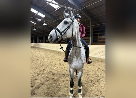 Más caballos centroeuropeos, Caballo castrado, 6 años, 182 cm, Tordo rodado