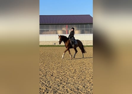 Más caballos centroeuropeos, Caballo castrado, 7 años, 165 cm, Alazán