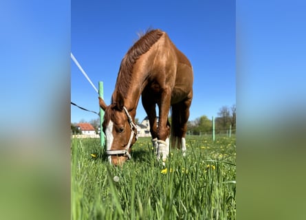 Más caballos centroeuropeos, Caballo castrado, 7 años, 165 cm, Alazán