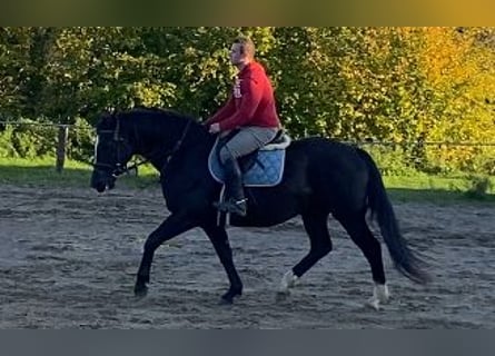 Más caballos centroeuropeos, Caballo castrado, 7 años, 165 cm, Negro