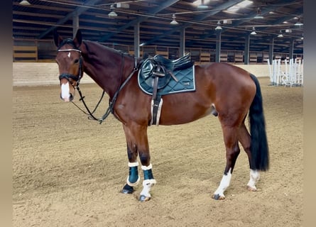 Más caballos centroeuropeos, Caballo castrado, 7 años, 166 cm, Castaño